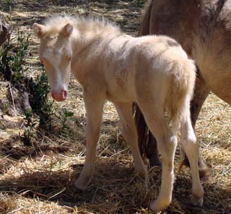 Wesco Farms Corona Gold FF